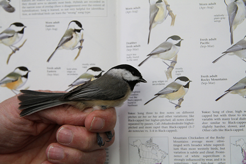 Carolina Chickadee pictured next to a drawing of the same bird in a book