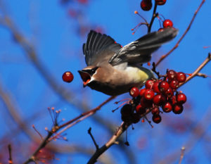 dramatic photo of a bird dropping a berry from its beak