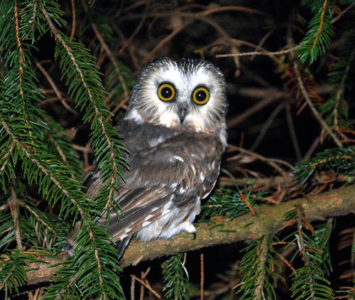Saw-whet Owl in an evergreen tree