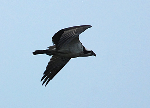 Osprey flying in clear blue sky