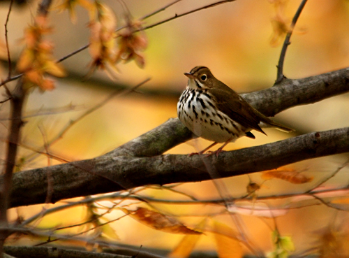 Ovenbird in a tree with a yellow sunrise in the background