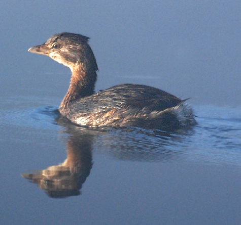 Pied-billed Grebe swimming in a pond