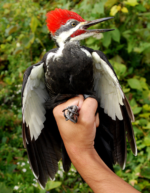 Pileated Woodpecker, a black and white bird with a bright red crest on its head