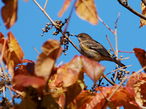 Yellow-rumped Warbler in a tree covered with poison ivy berries
