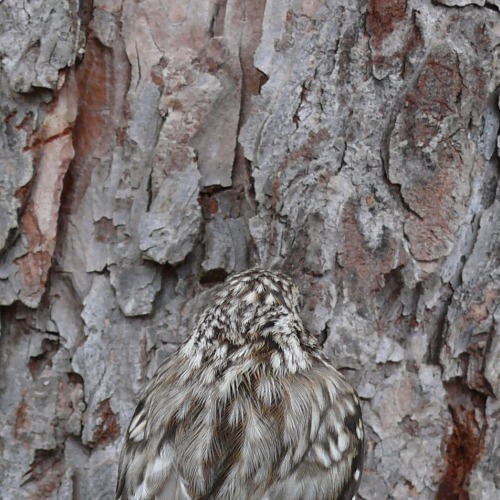 Brown Creeper camouflaged against a tree