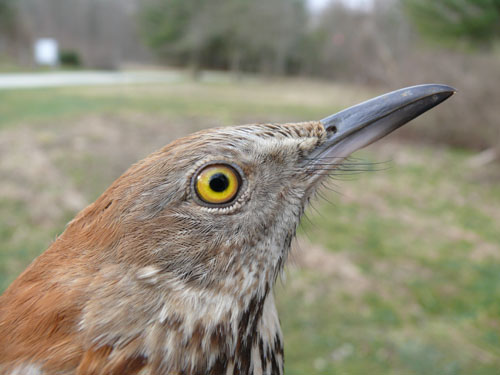 Brown Thrasher, a brown brid with yellow eyes