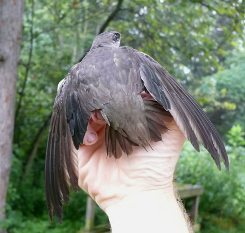 Chimney Swift from the back
