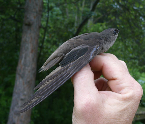 Chimney Swift from the side