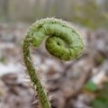 Fiddlehead, a green plant curled up like a fiddle