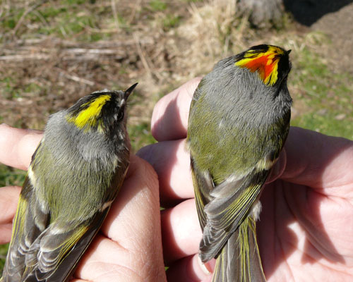 Golden-crowned Kinglets from the back. The male has a right red splash on his head