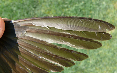 wing of a Northern Rough-winged Swallow
