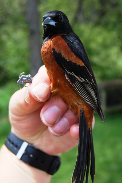 adult male Orchard Oriole