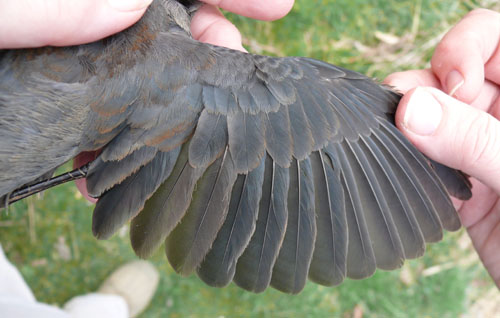 wing of a second-year rusty blackbird