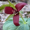Red Trillium in bloom
