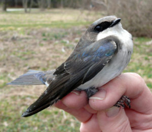 Tree Swallow