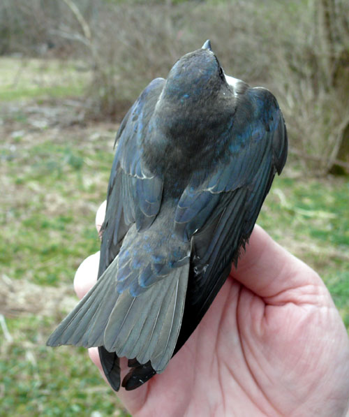 Tree Swallow from above showing the back, wings, and tailfeathers
