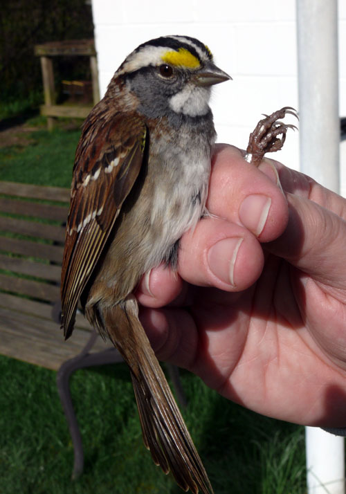 light-morph White-throated Sparrow