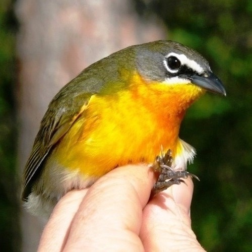 Yellow-breasted Chat, a green bird with bright yellow-orange breast