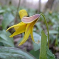 Trout Lily in bloom