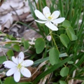small white spring flowers blooming