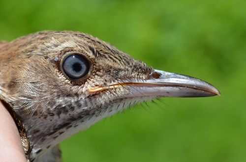 Brown thrasher with grey eyes