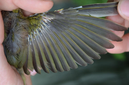 Flight feathers of a Kentucky Warbler