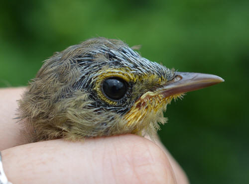 closeup head of a Kentucky Warbler