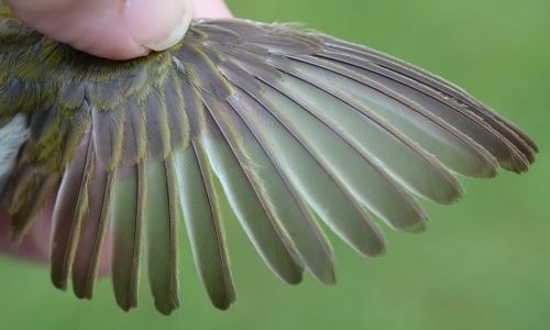 spread wing of the Tennessee Warbler