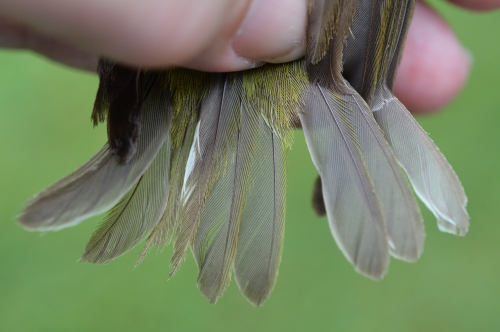 Tail feathers of the Tennessee Warbler