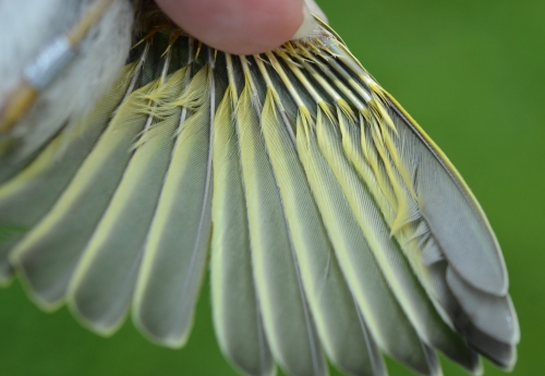 Tail feathers of the yellow warbler