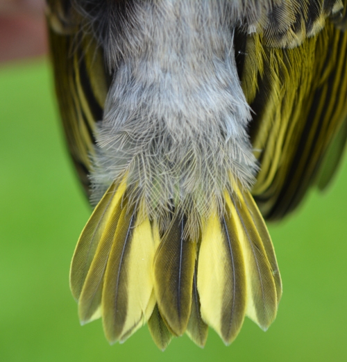 Yellow Warbler undertail