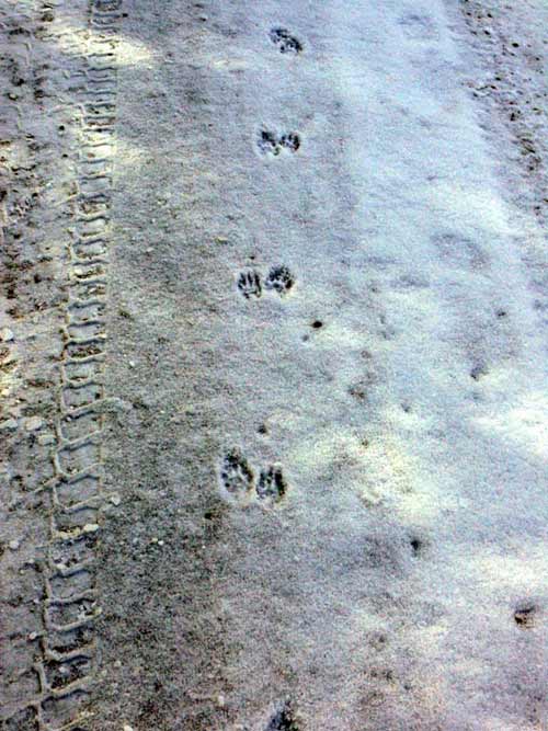 Little mink footprints in the snow
