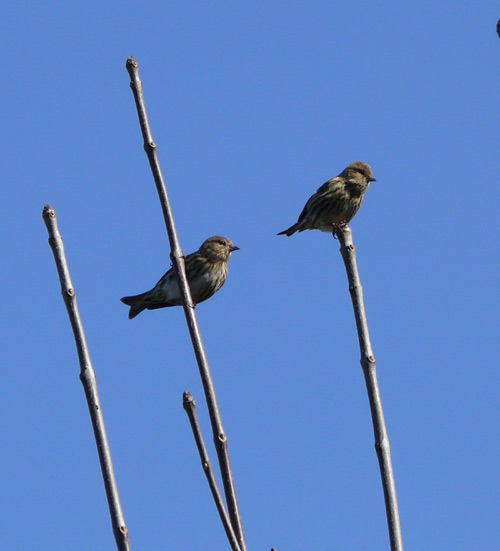 Two Pine Siskins on branches