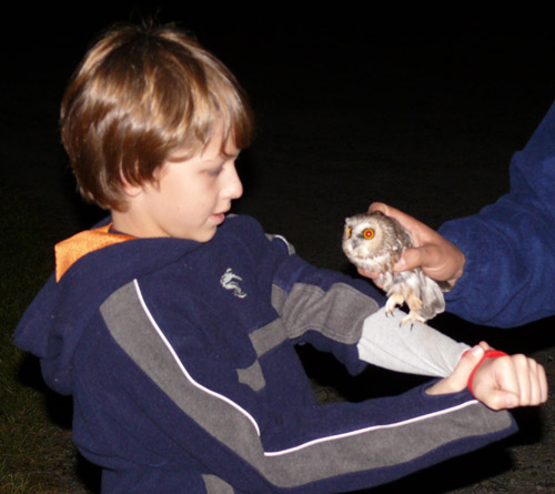 Young boy in blue sweatshirt holding Northern Saw-whet Owl