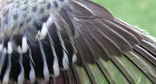 Wing detail of a yellow-rumped warbler