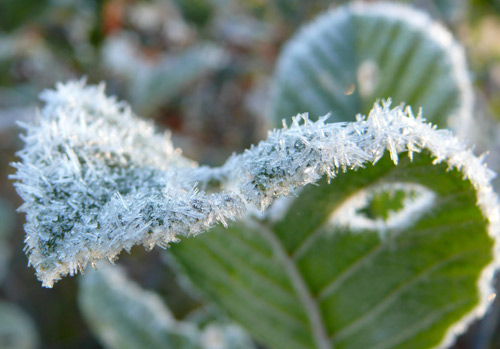 Leaf edges lined with frost