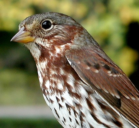 Fox Sparrow in profile