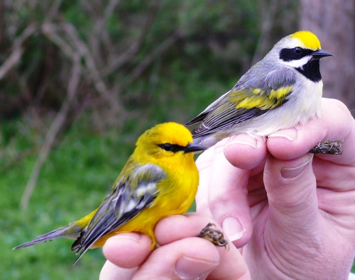 A Blue-winged Warbler and a Golden-winged Warbler