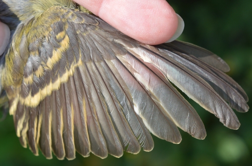 Acadian Flycatcher wing 