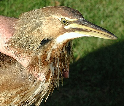 American Bittern closeup of the head and beak