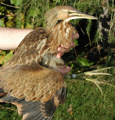 American Bittern, a large brown bird
