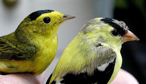 Wilson's Warbler, left; American Goldfinch, right