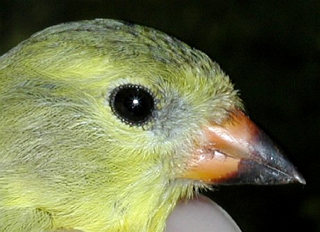 female American Goldfinch, vlose up of face
