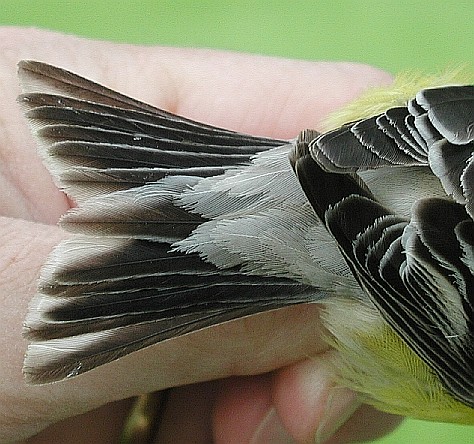 Female American Goldfinch tail detail