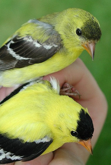 Female American Goldfinches, bottom one is very bright