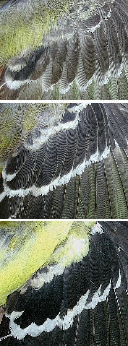 Wing details (three images) American Goldfinches