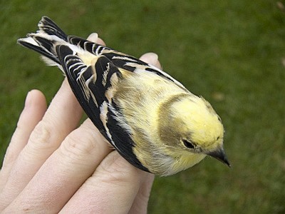 American Goldfinch from above
