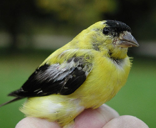Late molting male American Goldfinch