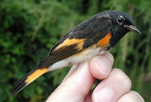 Fully molted male American Redstart
