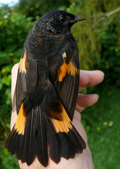male American Redstart